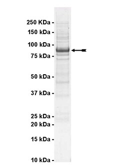 Eurofins DiscoverX DCAMKL1 Protein, Active 10 &mu;g | Buy Online | Eurofins DiscoverX | Fisher Scientific